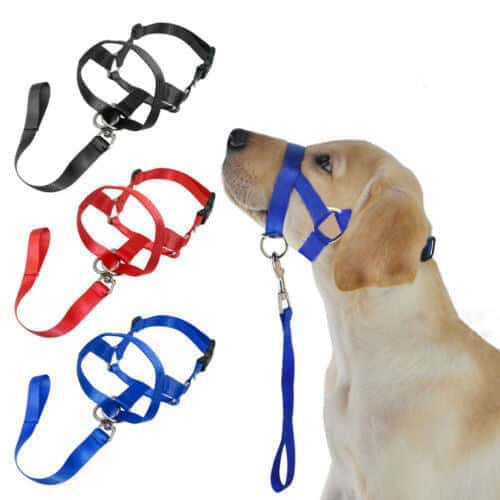 Super Useful Dog Rectification Leash - Store The Bark | Get The Meow