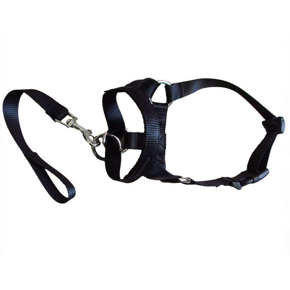 Super Useful Dog Rectification Leash - Store The Bark | Get The Meow