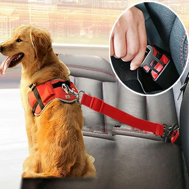 pet supplies, cute dog collar Dog and Cat Leash With Buckle that will keep them Safe in a car. - Store The Bark | Get The Meow