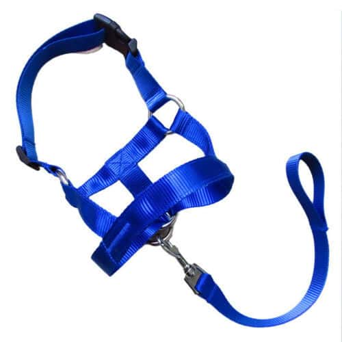 Super Useful Dog Rectification Leash - Store The Bark | Get The Meow