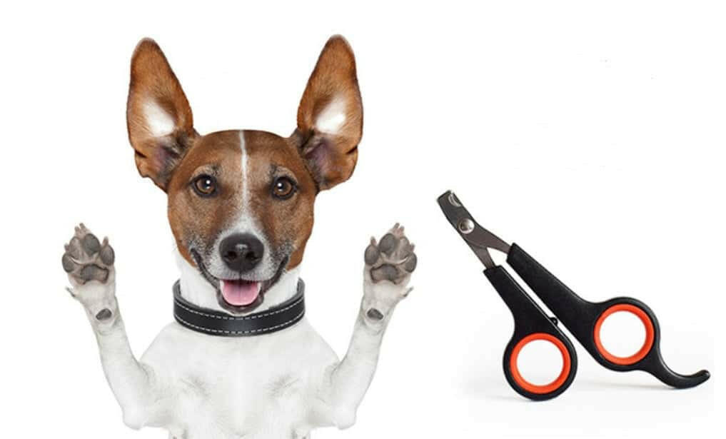 pet supplies, cute dog collar Easy to Use Dog and Cat Nail Clippers. - Store The Bark | Get The Meow
